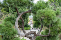 上野山内月のまつ
