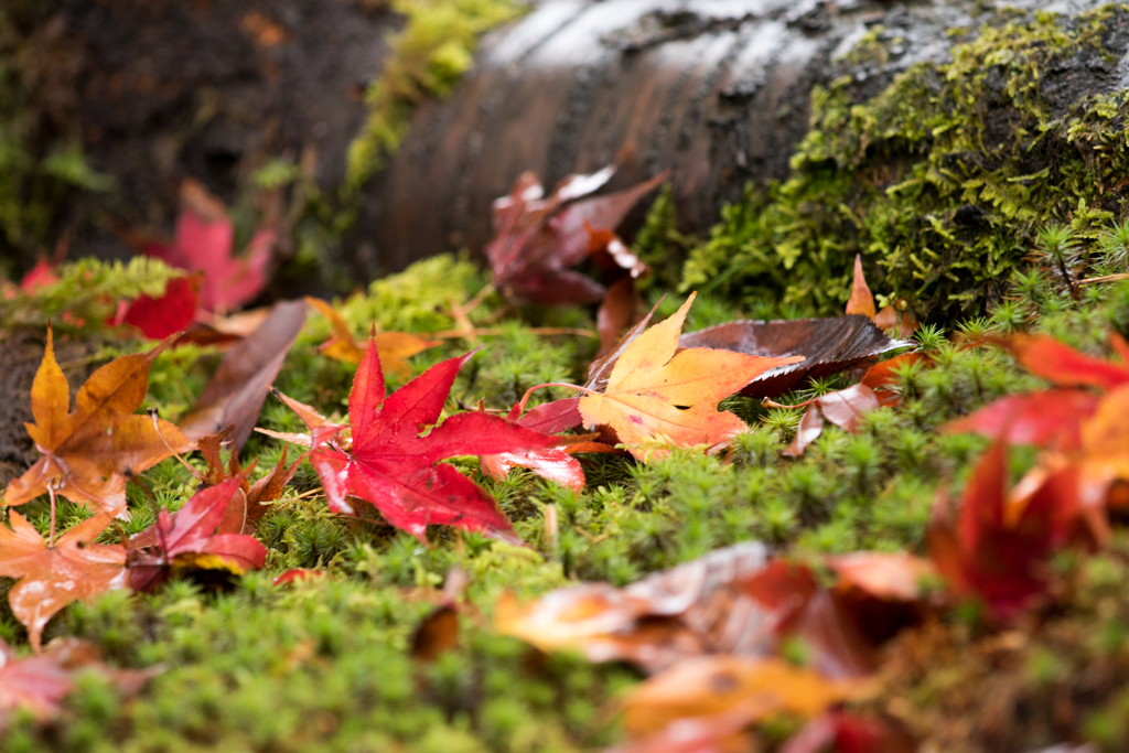落ち紅葉