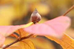 黄葉の国の王子