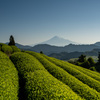 新茶の候