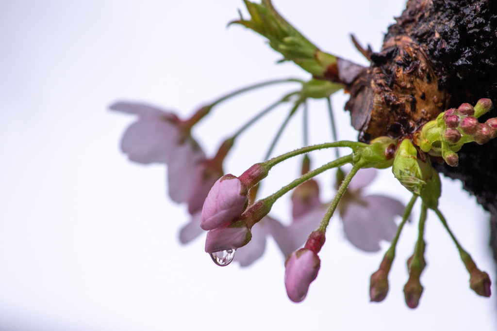 水滴花