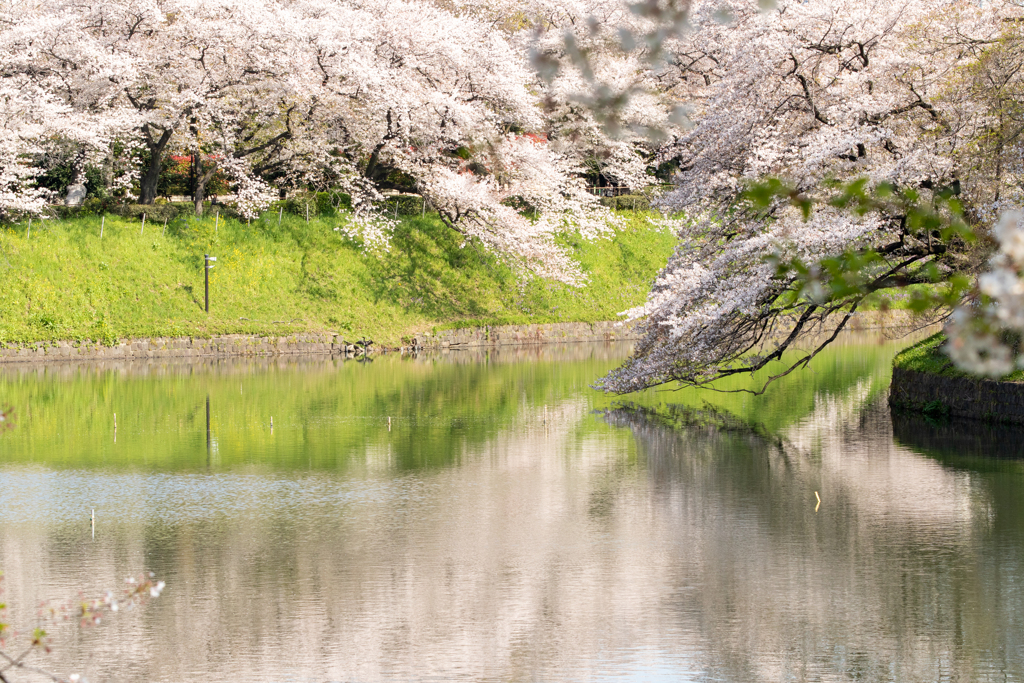 桜の流れに身を任せ