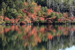白駒の池　紅葉