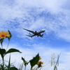 花と７８７