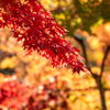 しだれ紅葉