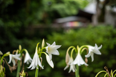 深大寺にて