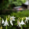 深大寺にて