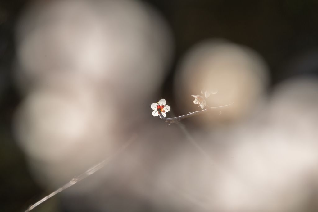 春近し