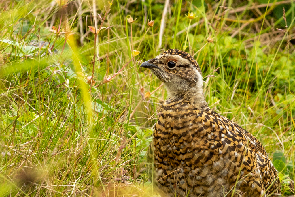 ライチョウ