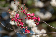 紅白