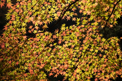 錦