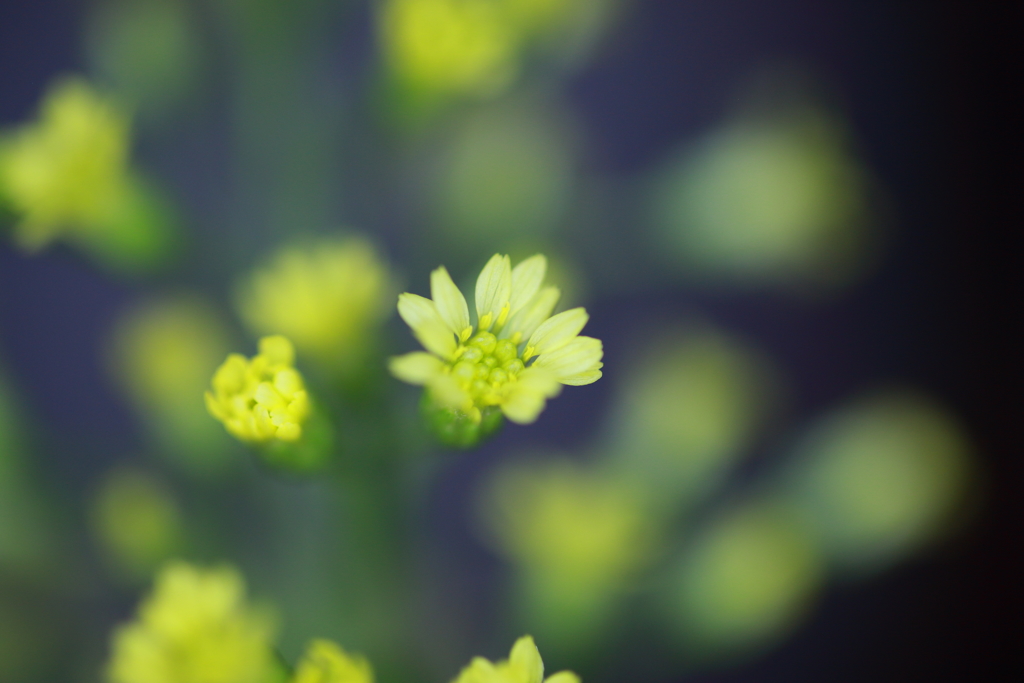 浮かび上がる花