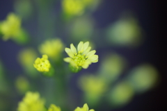 浮かび上がる花
