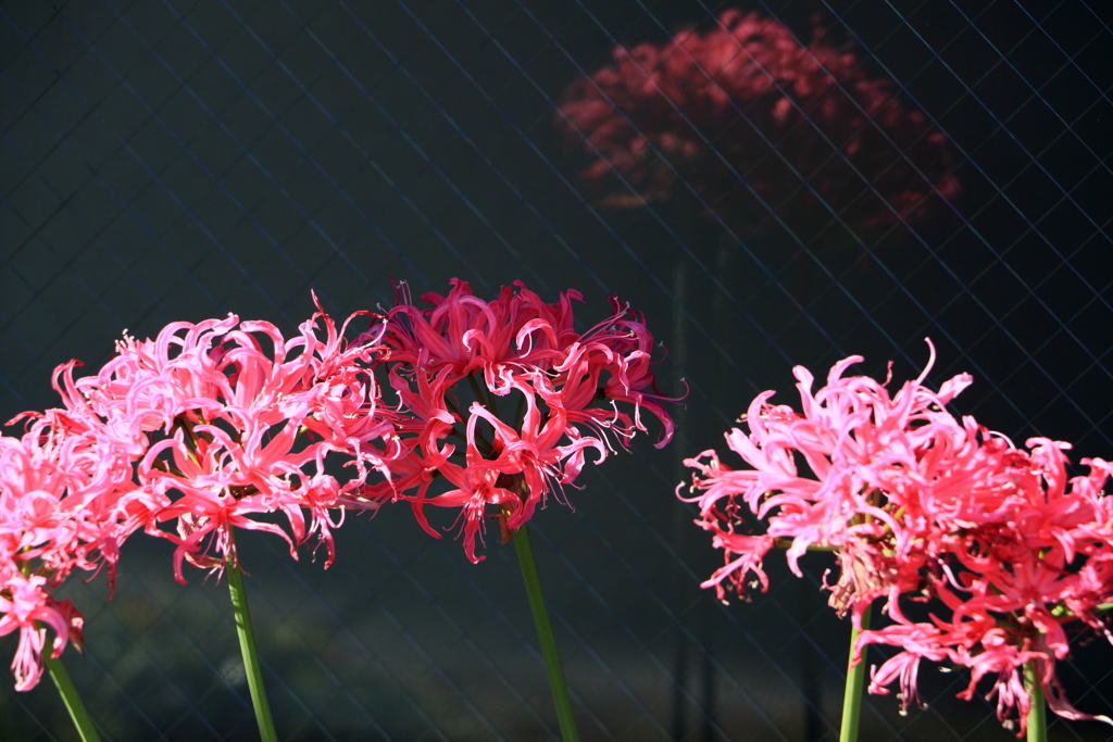 影の花
