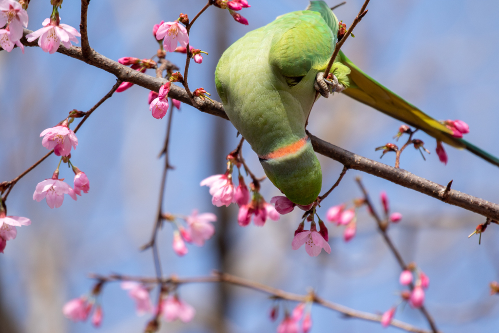 黄色の首飾り