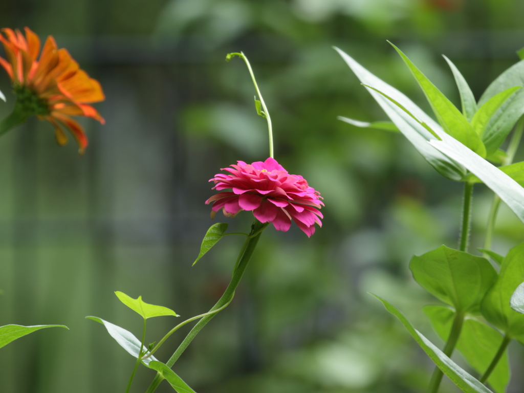 ポーズをとる花