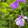 花菖蒲