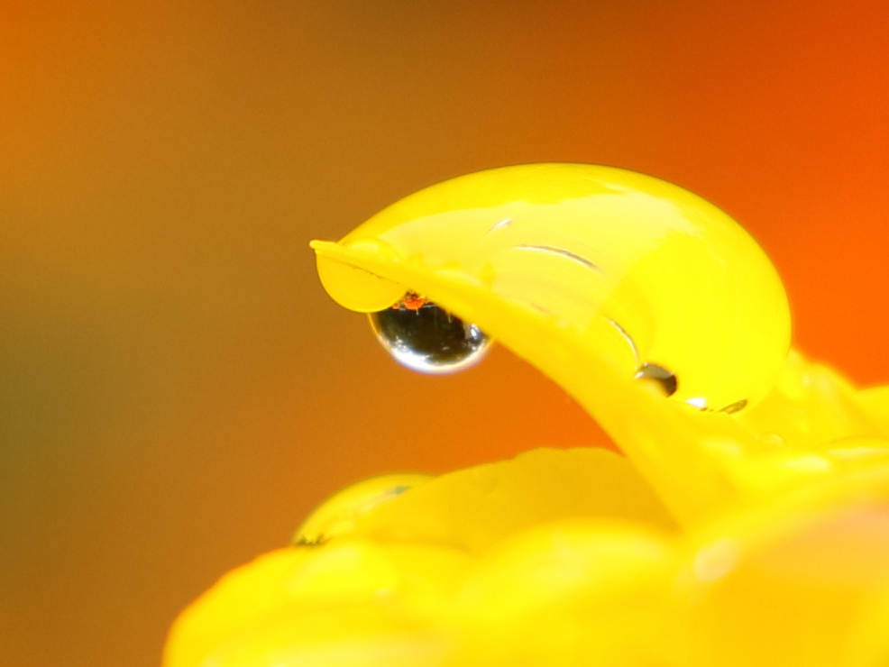 花びらに水滴