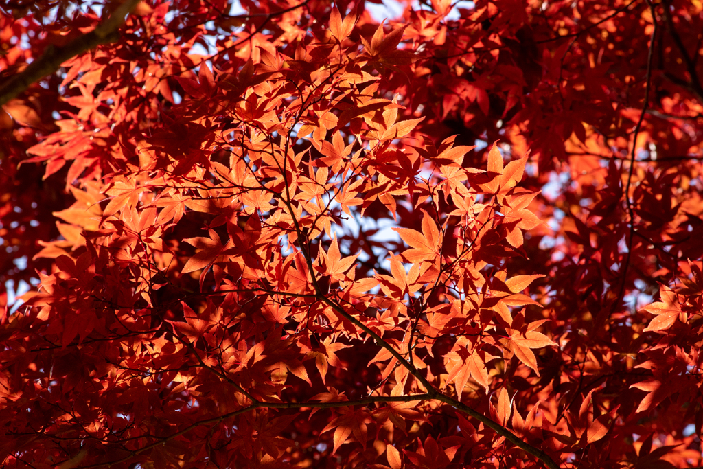 紅葉一色