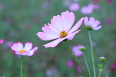 秋桜（６）