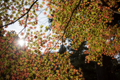 逆光