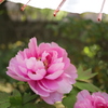 花神