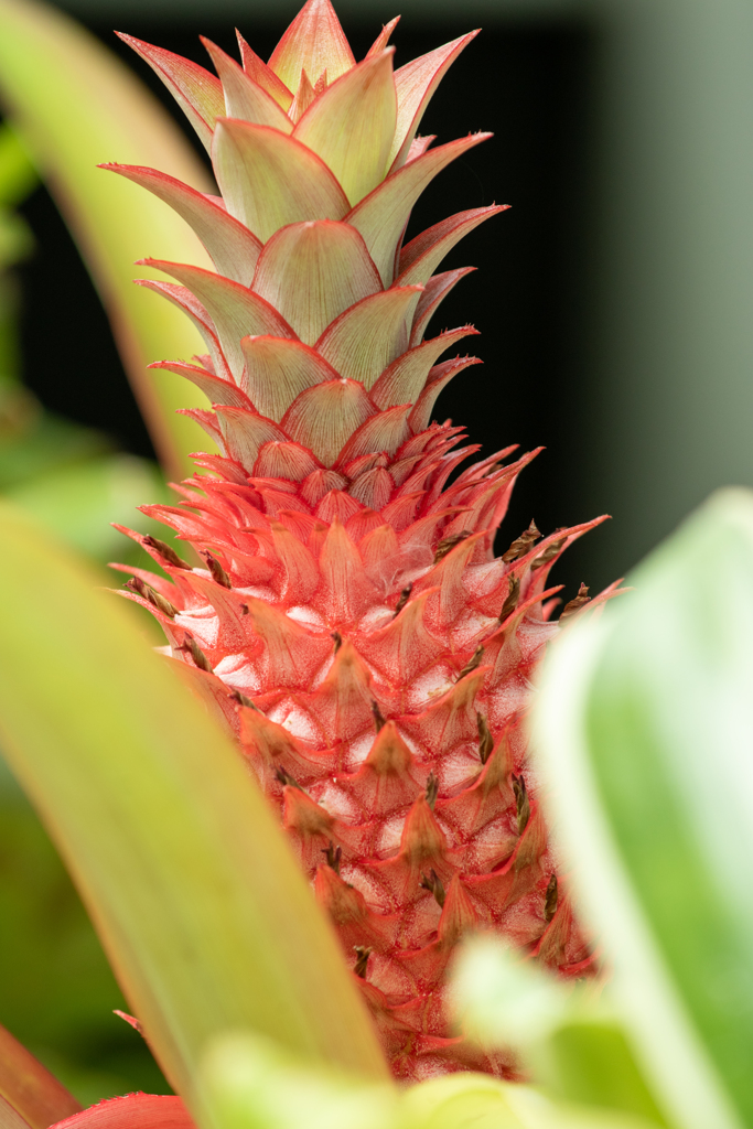 ベニパイナップル