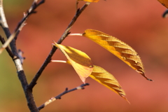 桜葉