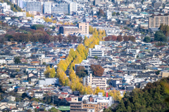 イチョウの川