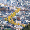 イチョウの川