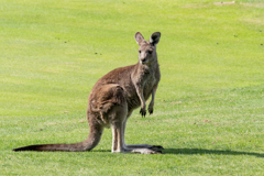 野生カンガルー１少し警戒