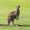 野生カンガルー１少し警戒