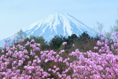 富士と山躑躅