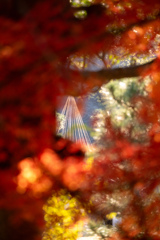 次の季節を垣間見る