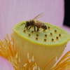 はちすと蜂