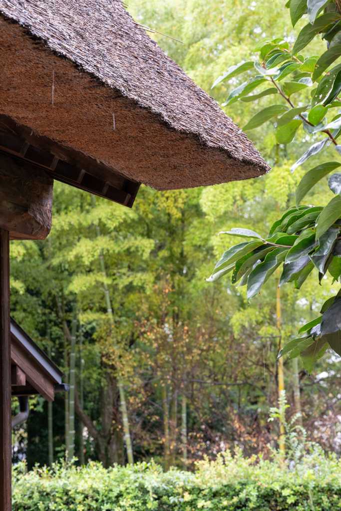 雨がそぼ降る茅葺きの屋根
