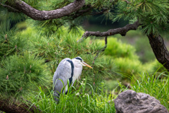 青鷺青松
