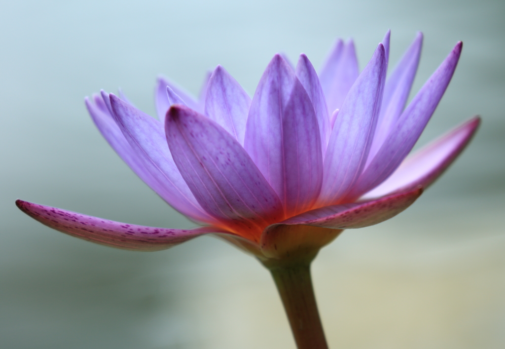 Water lily