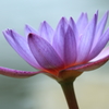 Water lily