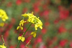 菜の花