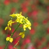 菜の花