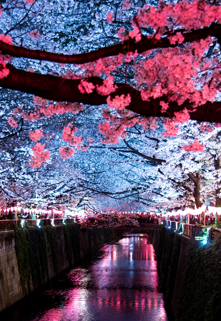 桜のトンネル
