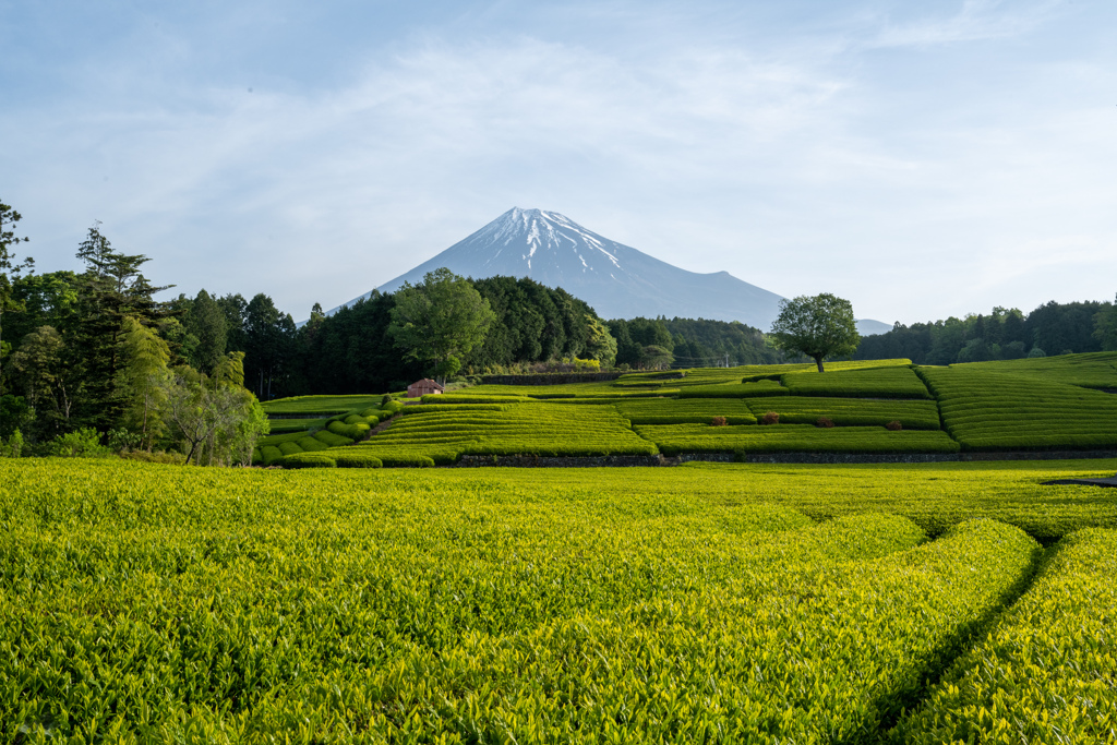 新茶刈りたて