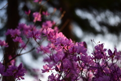 映える花