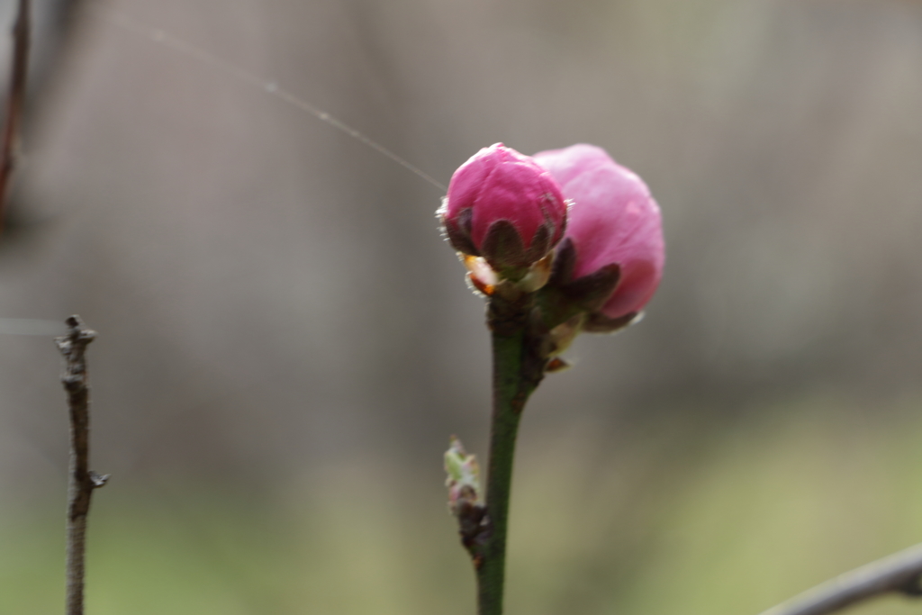 桃の蕾と蜘蛛の糸