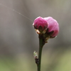 桃の蕾と蜘蛛の糸