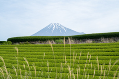 富士と茶畑