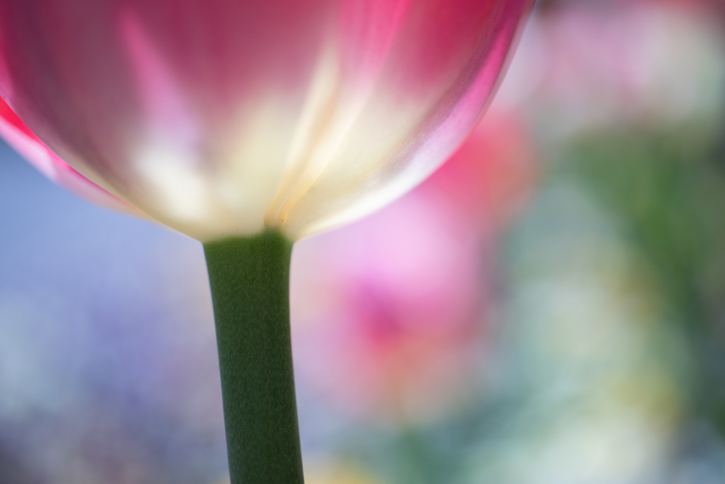 愛の芽生え