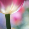愛の芽生え