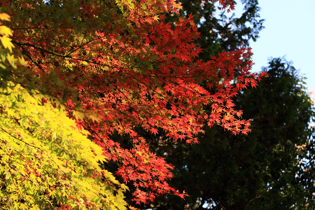 紅と黄